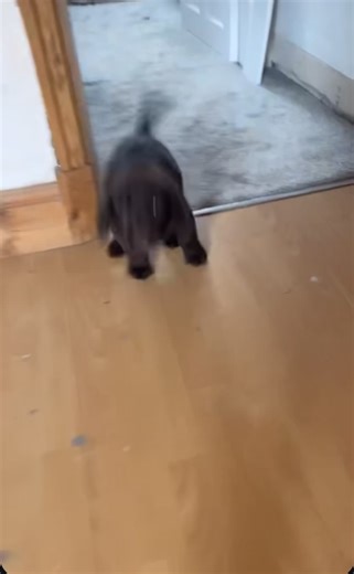 Happy sunday with a verry hap-py dog 🐾. #puppy #puppylove #labrador #chocolatelabrador #fetchnco #petsoftiktok #puppiesoftiktok #petsitterlife #dogsitterlife #dogsoftiktok #dogs #pets #happyhappydog #doglovers #petlovers #puppyplay #labpuppy #fyp #foryou #viralvideo