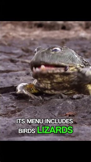 Meet the Goliath frog
