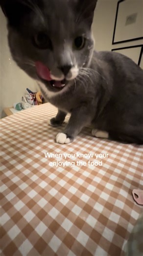 Biff the Cat Enjoying Yogurt in a Funny Moment