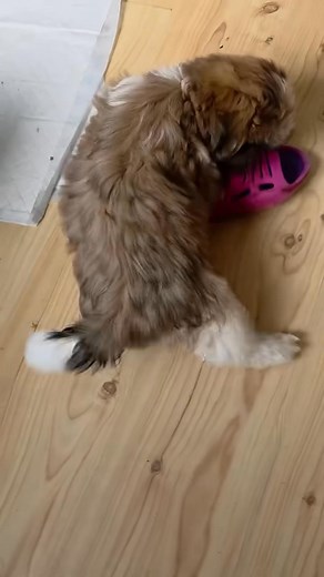 ✨🐾 Adopt Love, Adopt Joy! 🐾✨ Our sweet Shitzu puppies are ready to find their forever homes 💛🐶 With wagging tails, gentle hearts, and endless cuddles, they’re waiting for a family to call their own. 🏡 If you’re ready to welcome unconditional love and loyalty into your life, send us a message today! 📩 Let’s help these little bundles of sunshine find the homes they deserve. 💛 Because adopting a Shitzu means gaining a best friend for life. 🐾 #shihtzulife #shihtzu #shihtzulove #shihtzupuppie