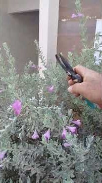 dicas de poda na planta chuva de prata #plantas #dicas