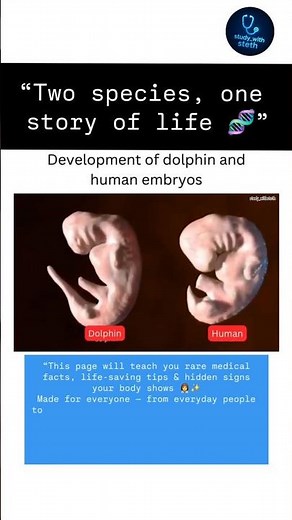“How Similar Are We to Dolphins? Watch This 👀”