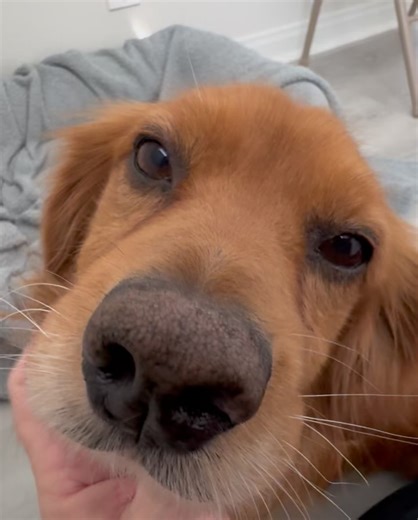 Camp Cocker Rescue on Reels