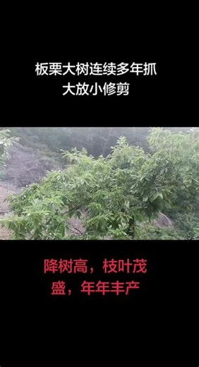 #板栗树修剪 #板栗种植技术 #抓大放小修剪 #板栗省力化修剪 #板栗树降树高 网上都说抓大放小剪死树？我连年修剪，板栗树越旺果越多！