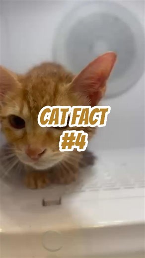 Adult cats rarely meow at each other because they rely more on body language, scent, and subtle sounds. But kittens are different. They meow to call their mother for warmth, food, or comfort. Once they grow up, this behavior fades, and the meow becomes a “human-only” language 😼 So, every meow you hear is specially designed to get your attention. What do you think your cat is saying mostly? #catfact | Ais Sarah Pet Manor