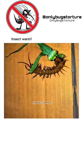 Onlybugstorture on Instagram: "Centipede's Worst Nightmare: A Mantis With ZERO Patience! When a praying mantis spots a centipede, it's **game over**. Watch this ruthless predator strike like lightning, grab its prey, and start feasting *ALIVE*-no chill, just pure survival instinct. #InsectWars #Nature #Wildlife amazing fyp viral"