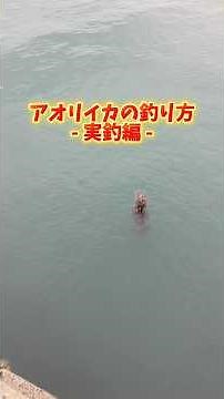 知らないと釣れない！秋のアオリイカ攻略テク【エギング講座】 #釣り #エギング #アオリイカ #イカ釣り #釣り初心者