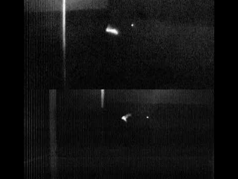 Tiger Moth Jams Bat Sonar