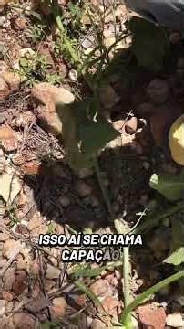 When to prune a pumpkin plant 🤠