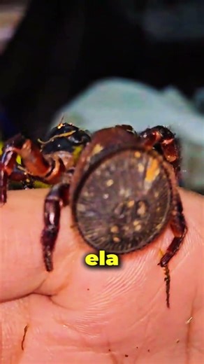 Essa ARANHA parece um OREO!