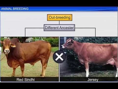 CBSE Class 12 Biology || Animal Breeding