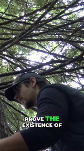 In the Cascade Mountains of Washington, a small group of investigators is running a one-of-a-kind thermal camera study, focused on careful observation in one of the most active regions on record. This is what a real investigation looks like. And that sound? That was not an owl. Watch Seen in the Dark? The Sasquatch Surveillance Project from Bigfoot Beyond the Trail here: https://youtu.be/A2JEJ_A13sE?si=EuoIwt5mVwTbT8KR #SmallTownMonsters #BigfootBeyondTheTrail #Sasquatch #ThermalImaging #Cryptid