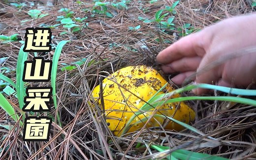 进山采菌子，各种鹅膏菌很好看