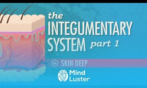 Mind Luster - Learn The Integumentary System Part 1 Skin Deep Crash Course A P 6
