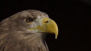 Eagle Closeup Stock Footage Video (100% Royalty-free) 1103557 | Shutterstock