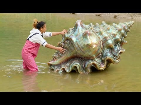 There is a beautiful deformed mussel in the river, its peculiar shape has unexpected attraction.