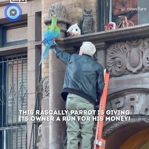 This little parrot went on quite the adventure! 🦜💛 | Shareably