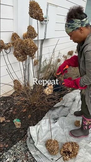 How to Prune Limelight Hydrangeas