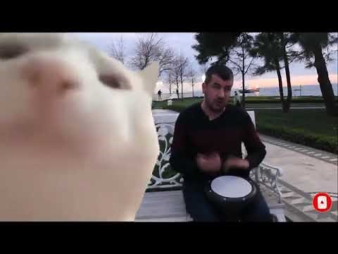 VIDEO VIRALE! Gatto che balla al ritmo del tamburo! (llevan polka) VIDEO COMPLETO NON TAGLIATO