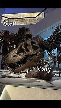 STAN THE T REX HAS A NEW HOME! #dinosaur #paleontology #animals #trex