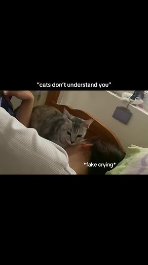 Adorable Cats Crying: A Compilation of Heartfelt Moments
