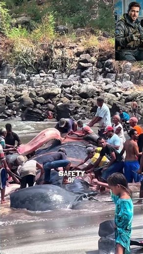 Whale Hunting: The Brutal Truth of Whaling