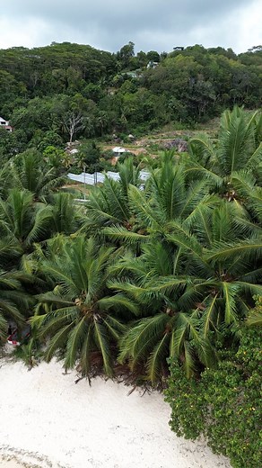Coconut Tree on the beach side anse la mouche🇸🇨 #seychelles #reels #foryoupage #followers #highlights | 𝐏𝐫𝐨𝐛𝐚𝐬𝐡𝐢 𝐖𝐢𝐭𝐡 𝐒𝐡𝐚𝐫𝐢𝐟