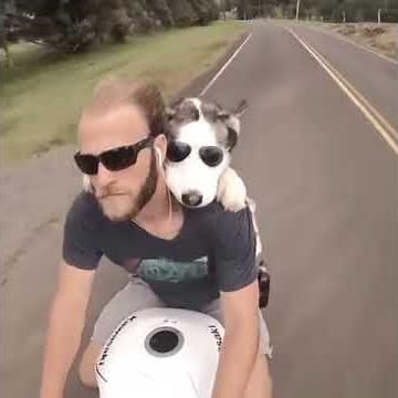 Dog Rides Behind Owner on Motorcycle - 988059