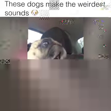 956K views · 6.2K reactions | I think these dogs are broken...  Follow Howlers for more! | Howlers | Facebook