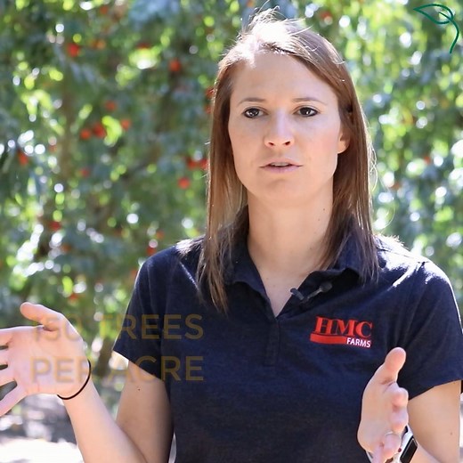 Picking nectarines is incredibly labor intenstive. To make it easier, HMC Farms is using a trellis system so all their trees face toward the front...making it more efficient to pick and prune! They now can grow 650 trees per acre vs 150 trees in years past! Chelsea McClarty Ketelsen gives us the scoop. | Western Growers
