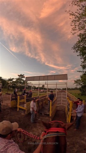 7.9K views · 51K reactions | La Sissy Cuadra El Rosario  - - - #parejerasdelaregion #carrerasdecaballos #caballosdecarreras #jockeycam #piedrasnegrasveracruz | Parejeras De La Región | Facebook