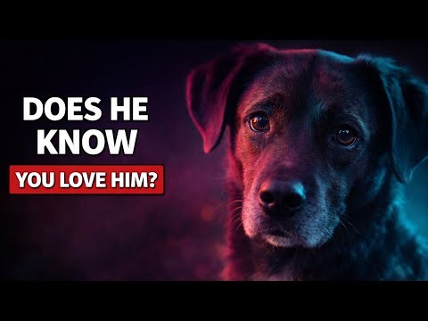 12 Signs Your Dog Trusts You More Than Anyone Else