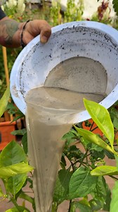 174K views · 2.2K reactions | Como usar la ceniza como abono casero para frutales | Plantas y El Ddario | Facebook