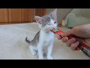 初めてのちゅーるを美味しそうに食べる子猫