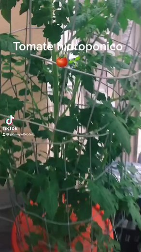 Hydroponic Tomato Plant Growth Explained