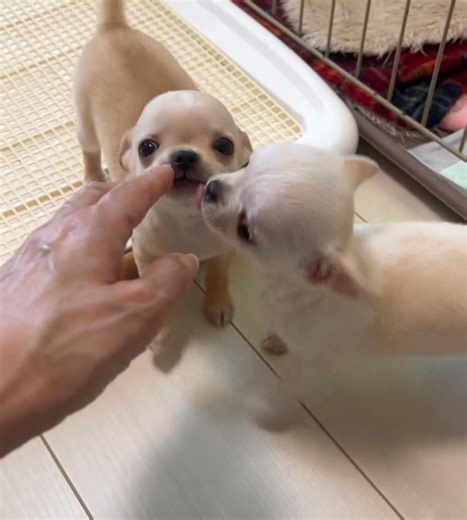 5 comments | #ChihuahuaLove #ChihuahuaPuppyLove #ChihuahuaPuppiesForAdoption #ChihuahuaNation #PuppyAdoption #AdoptDontShop #ChihuahuaObsessed #DogLovers #PetAdoption #ChihuahuaSquad | Chihuahua Adoption Network | Facebook