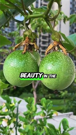 Growing Passion Fruit in Pots at Home? 🍈🏡 I Didn’t Expect This Result… #passionfruit #gardening