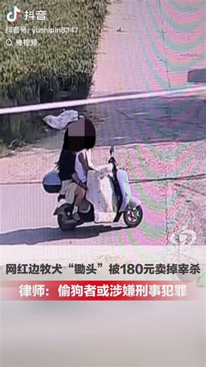 this is an insane story going HUGE on chinese social media and news; blowing up on weibo/douyina very famous influencer dog named "锄头" was stolen, sold for 180 yuan ($26) and slaughtered for meat. Chinese netizens are outraged and its #1 trendingmore posts and very recent:https://t.co/Z2gw5ZLaMYhttps://t.co/PpoGnOPjlC