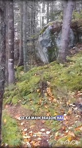 The breathing forest #science #sciencefacts #astronomy #space #facts #fact #reelitfeelit #viral | History of Medieval India