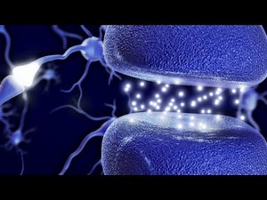 The effect of alcohol on neuron cells and the brain