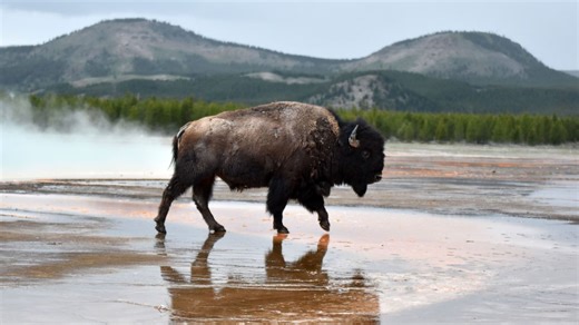 Bison drowns in scalding Yellowstone hot spring as horrified tourists watch
