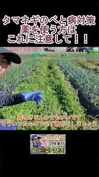 [Onions] Am I applying the pesticide incorrectly?