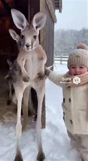 Baby Meets a Bunch of Kangaroos 🦘💛