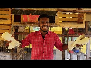 #technicalvideos #pigeon #dove #kerala #viral #trending 👉 വിവിധ ഇനം പ്രാവുകൾ 🐦🐦🐦
