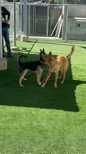 3/19/26 playgroup Push & Pull (PP), Gentle & Dainty yard, Social Playful