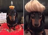 Is this balancing hound the cutest and most obedient dog ever?