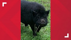 Do you know this pig? The Jacksonville Sheriff's Office needs your help.