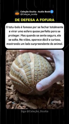 Quando A Bola Se Abre #misterios #curiosidades