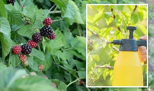 How to stop brambles 'taking over your garden' - 2 'organic' tips