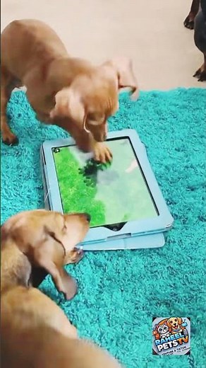 Funny Dogs Playing Games | Cutest Dog Moments Ever | Raheel Pets TV